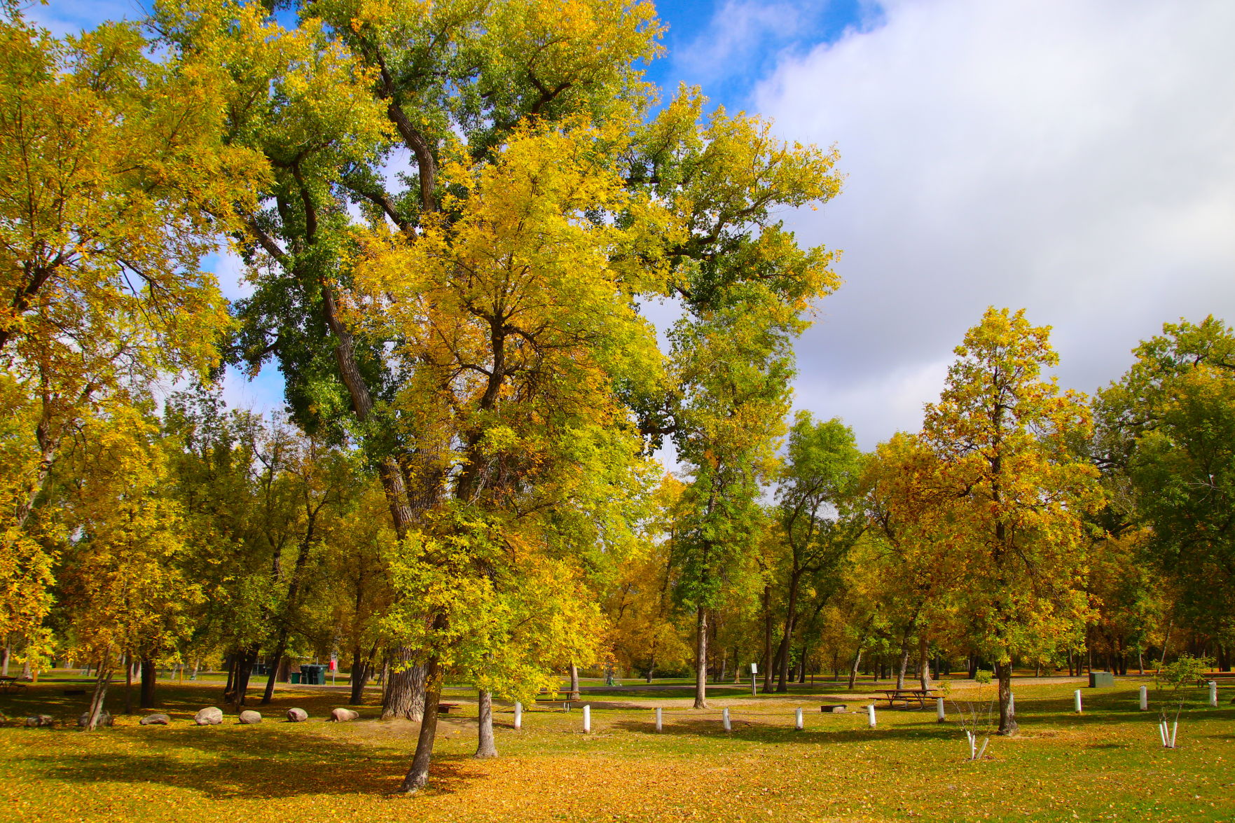 Pretty in the Park